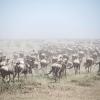 Tausende Gnus im Serengeti Park (Archivbild).