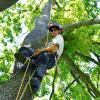 Nur wer den Titel "European Treeworker" oder "European Technican" vorweisen konnte, durfte bislang von der Stadt geförderte Pflegemaßnahmen an privaten Bäumen in Schweinfurt durchführen. 