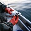 Der Bodensee-Fisch schlechthin: Felchen