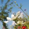 Eine Führung mit dem Titel "Nach Feierabend in den Garten - Öffentliche Führung an der LWG: Der Obstgarten im Sommer" findet am Donnerstag, 18. Juli, in den Schaugärten des Versuchsbetriebs für Obstbau und Baumschule in Thüngersheim statt.