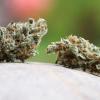 Bis zur ersten Cannabis-Ernte müssen künftige Anbauvereinigungen in Bayern wohl noch länger warten. (Symbolbild)