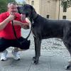 Dogge Ramses und Besitzer Patrick Hein: Schafft es der Hund als größter lebender Hund ins Guinness-Buch der Rekorde?
