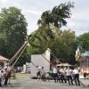 Mit Muskelkraft stellten die Planburschen und Mitarbeiter des Forstbetriebs und des Bauhofs der Gemeinde den Planbaum am Festplatz Albanpark auf.