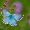Was für ein schöner Schmetterling! Aber welche Art ist es? Die Antwort: sehr wahrscheinlich ein Faulbaum-Bläuling.