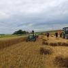 Alte und neue und landwirtschaftliche Maschinen
im Einsatz bei der Weizenernte in Oesfeld. Alte und neue und landwirtschaftliche Maschinen
im Einsatz bei der Weizenernte in Oesfeld.
