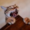 Die Zahnpflege von Katzen sollte, genau wie beim Menschen, prophylaktisch stattfinden.