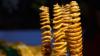 Die knusprig-goldbraun frittierten Kartoffeltornados erinnern an Luftwirbel, die um die eigene Achse rotieren.