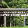 Im Nationalpark Bayerischer Wald werden Bäume mit Pilzen geimpft.