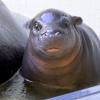 Das kleine Flusspferd im Berliner Zoo hat endlich einen Namen. (Archivbild)