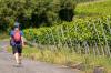 "Wege zum Wein" in Seinsheim im Landkreis Kitzingen: Die Wanderstrecke ist sonnenreich. Sonnenschutzmittel sollte man an warmen Tagen also nicht vergessen.