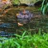 Besucher können Toni am besten zwischen 10 und 12 Uhr im Berliner Zoo beobachten.