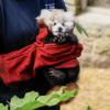 Das kleine Panda-Junge hatte erst vor kurzem seine Mutter verloren. (Archivbild)