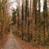 Aktuell stehe es gut um den Margetshöchheimer Wald, so Förster Fricker. Damit das auch so bleibt, stellte er im Gemeinderat verschiedene Maßnahmen für 2025 vor.
