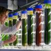 Projekt „AlgaeHub“: Labor für Algenkultivierung der Hochschule Anhalt.