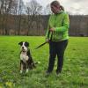 Einer der 38 Hunde, die ein liebevolles Zuhause suchen: "Hänno", ein  wunderschönes Tier. Anfangs sei der kastrierte Berner Sennhund mit den unterschiedlichen Augen sehr zurückhaltend, sagt Pflegerin Eileen Kirschgens. "Aber das legt sich schnell."