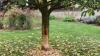 Nicht mehr zu retten ist der vom Biber angenagte Apfelbaum der Familie Horlebein.