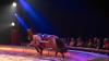 Rund 3000 Menschen besuchen am Donnerstag (12.12.24) die Premiere des Weihnachtscircus Krone auf der Talavera in Würzburg. Der Circus gastiert noch bis zum 06.01.25 in der Domstadt. Auftritt von: „Nagaïka Tribe“, einer französischen Truppe bestehend aus fünf Reiterinnen, die die Dschigiten-Reiterei präsentieren.