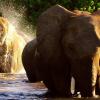 In der Dokumentation „Botswana – Afrikas letztes Tierparadies“ gibt es viele Tiere und Natur zu sehen.