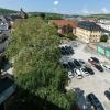 Die Stiftung Juliusspital will für den Neubau von einer Senioreneinrichtung und einer Pflegeschule in Würzburg zwei alte Platanen fällen lassen.