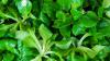 So gesund sind Feldsalat und Co.