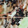 Pflanzen-Power für das Immunsystem – schwarze Holunderbeeren.