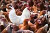 Eine 59 Jahre alte Person sei in Mexiko-Stadt am 25. April nach einer Infektion mit dem Virus A(H5N2), einem Vogelgrippe-Subtyp, gestorben, heißt es in einer Mitteilung der WHO.