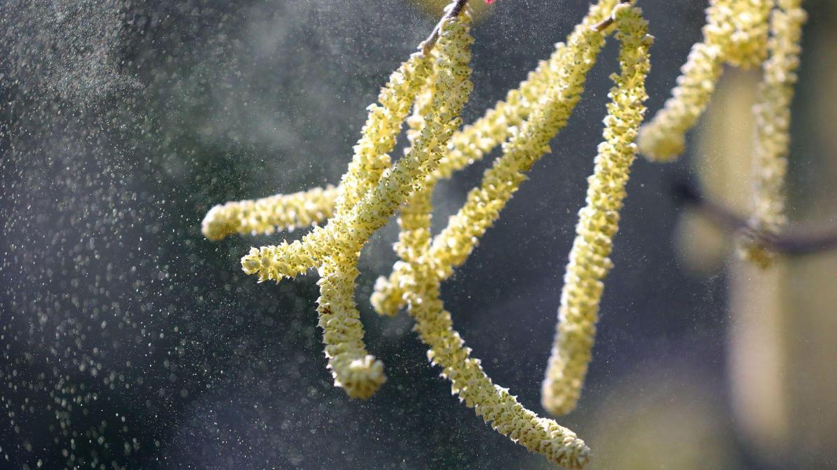 Heuschnupfen: Pollen werden immer aggressiver