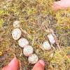Dieses verfrühte Osternest wurde bei der Nistkasten-Reinigungsaktion entdeckt. Dieses verfrühte Osternest wurde bei der Nistkasten-Reinigungsaktion entdeckt.