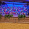 Kinderfasching Kinderfasching