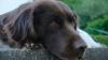 Hat ein Unbekannter versucht, einen Hund in Bastheim (Symbolbild) zu vergiften? Die Polizei sucht dazu Zeugen.