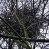 Riesig: Das Elsternest im Garten der Familie Zientek in Oberlangheim.