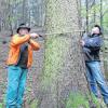 Stattliche Fichte: Hans-Karl Hertel und Achim Schnapp ermitteln, dass dieser Baum auf Augenhöhe einen Durchmesser ohne Rinde von circa 70 Zentimeter besitzt.