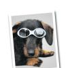 Dackelblick: Wach-Hund