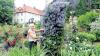 Blickfang Garten: Angelika Fischer steht an einer Clematis-Staude der ihren prächtigen Garten in Reuth ziert.