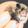 Die Nymphenfledermaus: Sie gehört gehört zu den kleinsten heimischen Fledermäusen und wiegt kaum fünf Gramm.