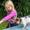 Mit viel Lob, Vertrauen und einem Leckerli lernen die Hunde, über den Steg zu gehen.