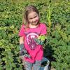 „Auf geht?s zur Kürbisernte“ hieß es jüngst bei den Neuenseer Wühlmäusen, der Kinder- und Jugendgruppe des Vereines für Gartenbau und Landespflege. Die Jugendleiterinnen Manuela Hofmann und Sonja Warmuth hatten sich ein schönes Programm ausgedacht. Trotz Hitze und mit viel Eifer und Freude sammelten die 19 Kinder die Zierkürbisse direkt vom Feld. Bei der fast zwei stündigen Arbeit waren alle von den vielen Farben und Formen der Kürbisse fasziniert. Und immer wieder ließ sich etwas Neues entdecken.Die drei- bis 12-jährigen Kinder und die teilnehmenden Eltern konnten mit dem Ergebnis völlig zufrieden sein. Nach getaner Arbeit konnte sich jeder fleißige Helfer ein paar Zierkürbisse mit nach Hause nehmen. Es ergeht nochmals herzlicher Dank an die Michelauer Baumschule, die diesen schönen Nachmittag erst ermöglicht hat.