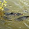 Die Karpfen schnappen an der Wasseroberfläche nach Luft.