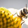 Die Existenz der Honigbienen ist auch bei uns gefährdet.
