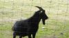 Den schwarzen Ziegenbock bringt man heute nicht mehr mit Hexen in Verbindung, sondern die Kinder freuen sich über diese Geschöpfe im Tierpark.