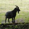 Den schwarzen Ziegenbock bringt man heute nicht mehr mit Hexen in Verbindung, sondern die Kinder freuen sich über diese Geschöpfe im Tierpark.