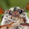 Heuer ist ein Hauptflugjahr des Maikäfers. Ungewiss ist allerdings, ob außergewöhnlich viele „Brummer“ ihr kurzes Leben über der Erde in diesem Jahr auch am Obermain verbringen.