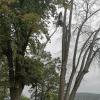 35 Meter hoch war diese Linde in einem Privatgrundstück am Burgberg. Während Steffen Hartan den verdörrten Baum vom Hubsteiger aus kürzt, seilt sein Vater Norbert die Stücke vorsichtig ab.