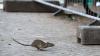 In der Fellener Straße in Burgsinn wurden zuletzt häufiger Ratten gesehen.