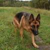 Einst marschierten auf dem Weg die Ost-Grenzer mit ihren Wachhunden. Meist waren es Schäferhunde, wie Kira. Doch die hat ein ausgesprochen sanftes Gemüt. Einst marschierten auf dem Weg die Ost-Grenzer mit ihren Wachhunden. Meist waren es Schäferhunde, wie Kira. Doch die hat ein ausgesprochen sanftes Gemüt.