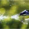 Beim Thema „In Bewegung“ geht es um Action. Alles, was sich bewegt, selbst fließendes Wasser“, kann im Bild dargestellt werden. Die Bewegung sollte allerdings erkennbar sein. Das Beispielfoto zeigt eine Blessralle, die durch schnelle Flucht ein Stück Futter in Sicherheit bringt.