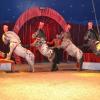 Der Stolz eines jeden Zirkus sind die edlen Pferde. Spannende Vorführungen zeigt „Circus-Show-Robini“ noch bis 1. September in Lichtenfels. Der Stolz eines jeden Zirkus sind die edlen Pferde. Spannende Vorführungen zeigt „Circus-Show-Robini“ noch bis 1. September in Lichtenfels.