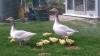 Eine Gänsefamilie: Ganter, Gans und Gössel - so werden Gänseküken genannt.