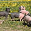 Wie zu Omas Zeiten tummeln sich die Weideschweine auf der Wiese und suchen sich einen großen Teil ihres Futters selbst. Wie zu Omas Zeiten tummeln sich die Weideschweine auf der Wiese und suchen sich einen großen Teil ihres Futters selbst.