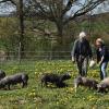 Idylle mit Weideschweinen: Den Traum von der naturnahen Tierhaltung haben sich Heidemarie Schellwanich-Fries und Benno Fries auf einer Wiese am Ortsrand von Maineck erfüllt.